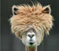 Image of a Llama with bad hair