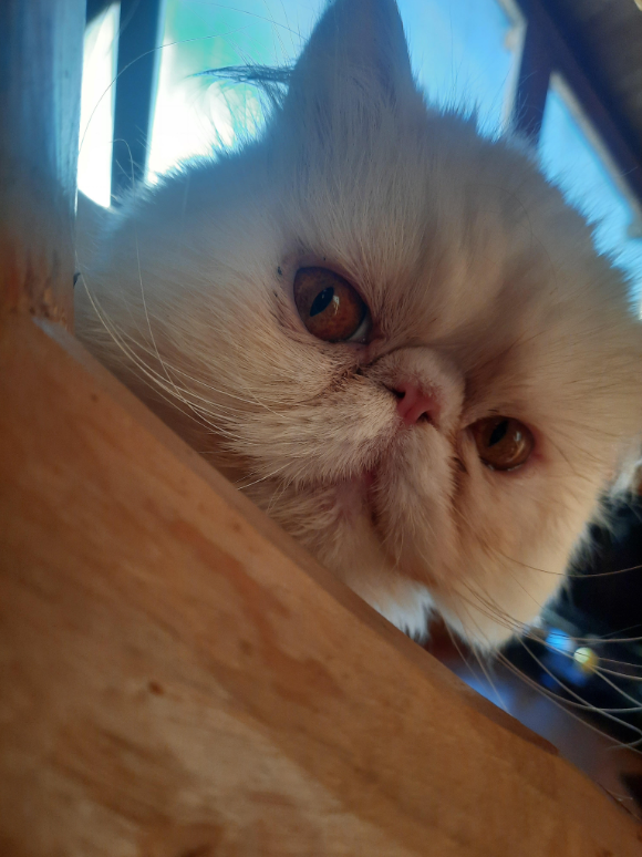 Boogins the Cat