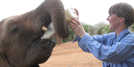 Lisa Kemmerer feeding an elephant in Kenya
